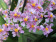 Oncidium ornithorhynchum (2 Rispen)