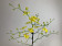 Oncidium Pure Yellow