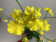 Oncidium Pure Yellow (1 Rispe)