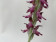 Anacamptis sancta (blühstark)