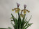 Paphiopedilum gratrixianum (4-5 Stiele)