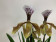 Paphiopedilum gratrixianum (4-5 Stiele)