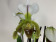 Paphiopedilum Leeanum (5+ Stiele)