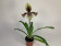Paphiopedilum villosum 'laichanense' (1 Stiel)