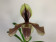 Paphiopedilum villosum 'laichanense' (1 Stiel)