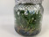 Paphiopedilum javanicum (im sterilen Glas)