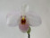 Paphiopedilum Joyce Hasegawa