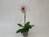 Paphiopedilum Joyce Hasegawa