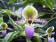 Paphiopedilum glaucophyllum 2