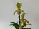 Paphiopedilum insigne