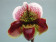 Paphiopedilum Mildred Hunter 'Eleana' 1