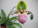 Paphiopedilum Pinocchio