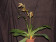 Paphiopedilum platyphyllum
