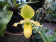 Paphiopedilum primulinum