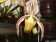 Paphiopedilum randsii