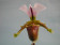 Paphiopedilum spicerianum