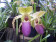 Paphiopedilum Stone Ground (stonei x moquettianum) 2