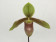 Paphiopedilum sukhakulii x helenae 