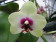 Phalaenopsis Nobby 'Shadowy Nobby'