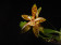 Phalaenopsis pantherina 2