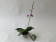 Phalaenopsis (pulcherrima x appendiculata) x Anna Larati Soekardi