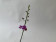 Phalaenopsis (pulcherrima x appendiculata) x Anna Larati Soekardi