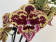 Phalaenopsis Stirling Tiger (2 Rispen)