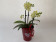 Phalaenopsis Sunny Shore inkl. Übertopf (2 Rispen)