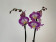 Phalaenopsis Jet Stream (2 Rispen)