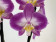 Phalaenopsis Jet Stream (2 Rispen)