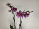 Phalaenopsis Naomi 'Big Lip' (2 Rispen)