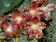 Phalaenopsis gigantea Nahaufnahme Blühten