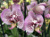 Phalaenopsis Andorra (2 Rispen)