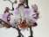 Phalaenopsis Bernadetta (2 Rispen)