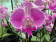 Phalaenopsis Big Lip