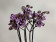 Phalaenopsis Blackberry 'Kizz' (2 Rispen)