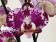 Phalaenopsis Blanka (2 Rispen)
