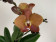 Phalaenopsis Blood Orange (2 Rispen)