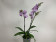 Phalaenopsis Blue Vivien (2 Rispen)