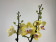 Phalaenopsis Buttercup (2 Rispen)