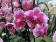 Phalaenopsis Veronique (2 Rispen)