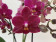 Phalaenopsis Dazzling Devil (3 Rispen)