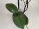 Phalaenopsis Diffusion (2 Rispen)