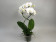 Phalaenopsis Double Helix 'White'