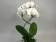 Phalaenopsis Double Helix 'White'