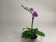 Phalaenopsis Dora Blue 'Peloric' (1-2 Rispen)