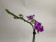 Phalaenopsis Dora Blue 'Peloric' (1-2 Rispen)