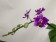 Phalaenopsis Dora Blue 'Peloric' (1-2 Rispen)