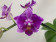 Phalaenopsis Dora Blue 'Peloric' (1-2 Rispen)
