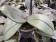Phalaenopsis Dusty Belle (2 Rispen)